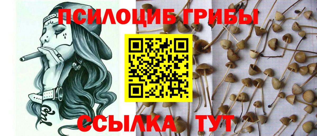 Псилоцибиновые грибы MAGIC MUSHROOMS Советская Гавань